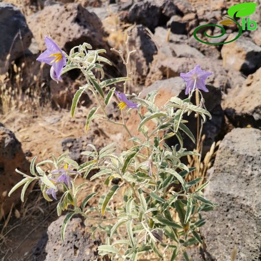 Solanum-İtüzümü