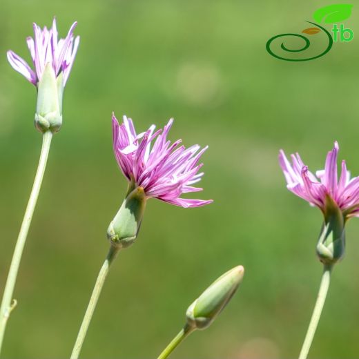 Asteraceae-Papatyagiller