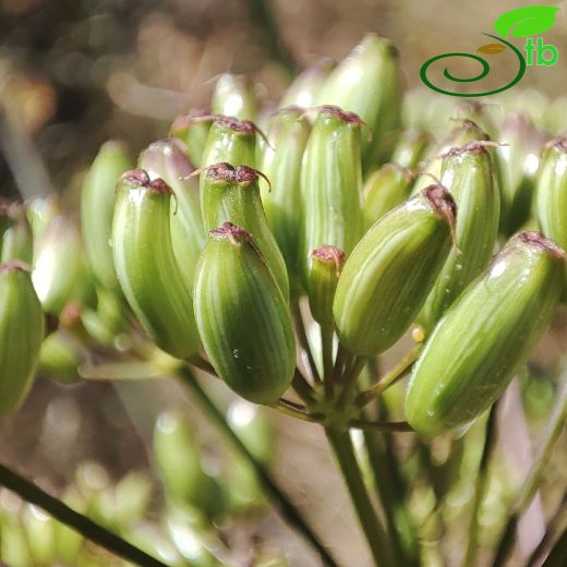 Apiaceae-Maydanozgiller