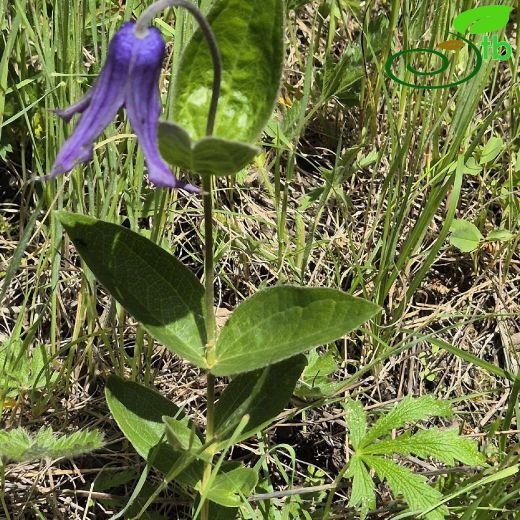 Clematis-Akasma