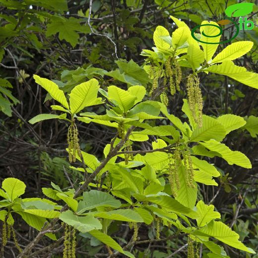 Quercus-Meşe