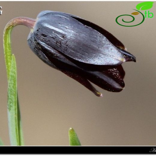 Fritillaria armena