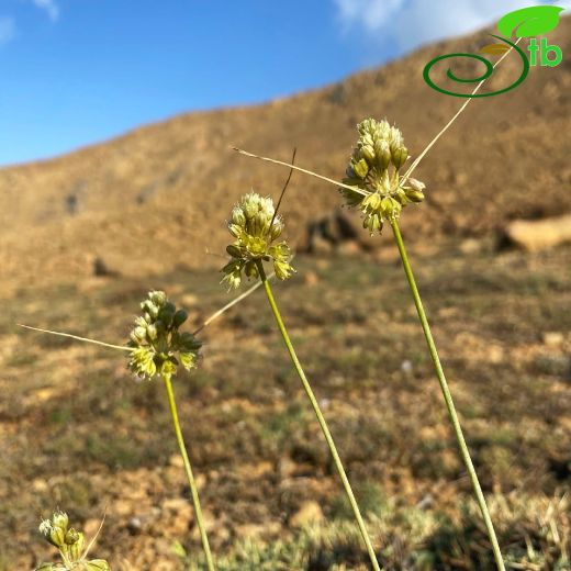 Amaryllidaceae-Nergisgiller