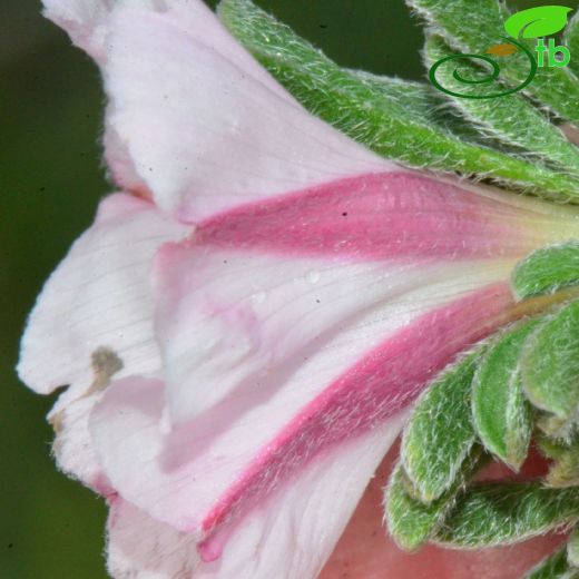 Convolvulus assyricus