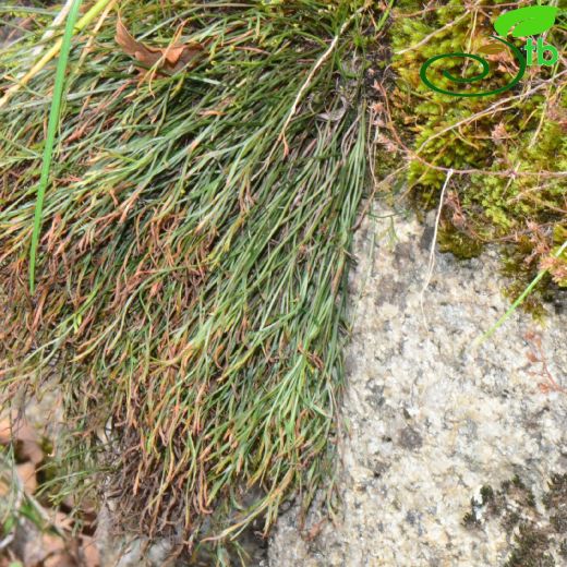 Aspleniaceae-Saçakotugiller