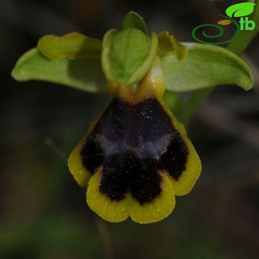 Ophrys blitopertha