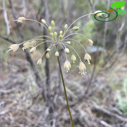 Allium deciduum