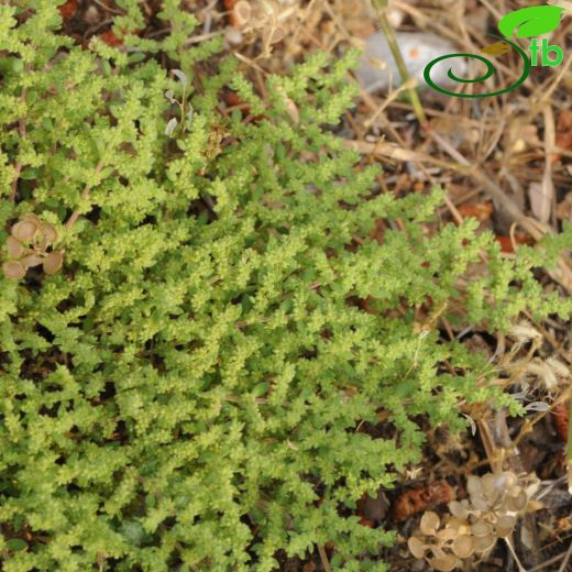 Herniaria hirsuta
