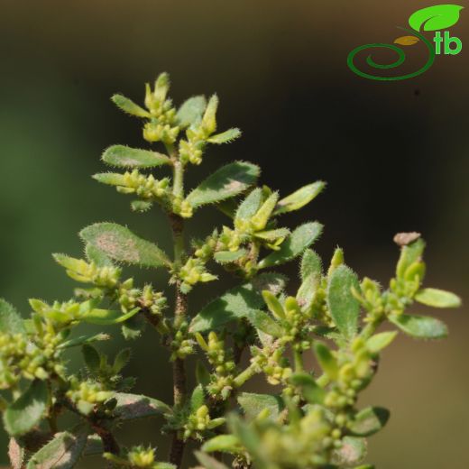 Herniaria hirsuta