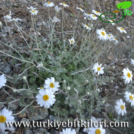 Anthemis tomentosa