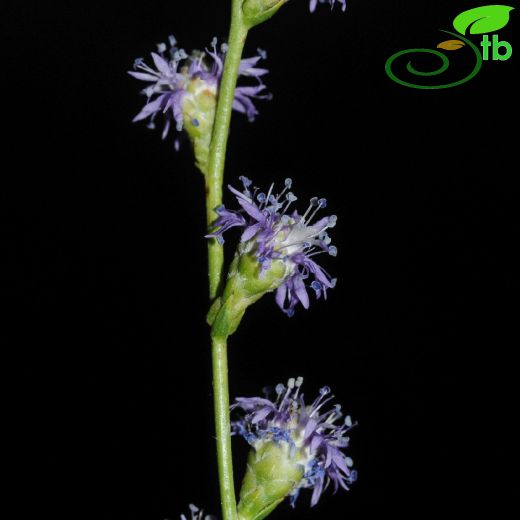 Globularia-Küreçiçeği
