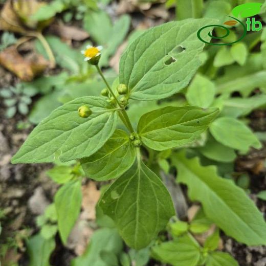 Asteraceae-Papatyagiller