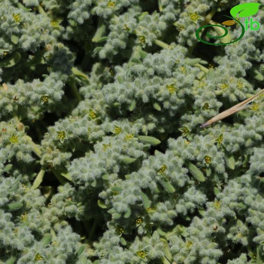Herniaria incana