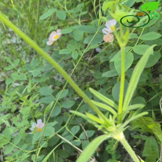 Knautia macedonica