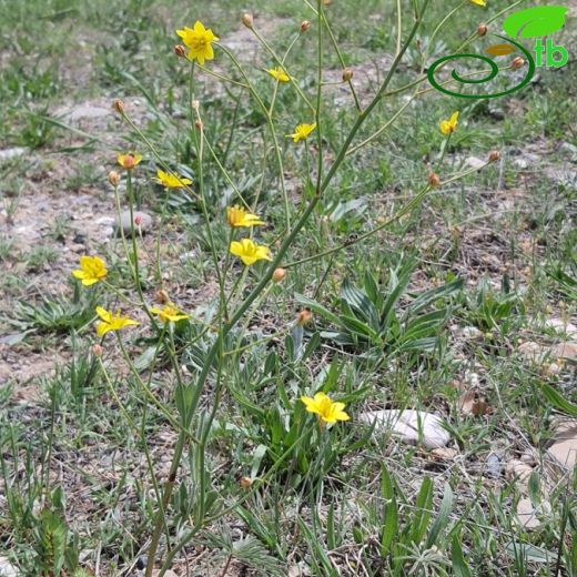 Berberidaceae-Karamukgiller