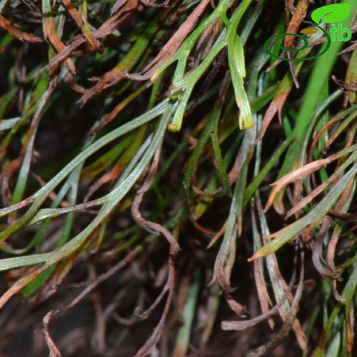 Aspleniaceae-Saçakotugiller