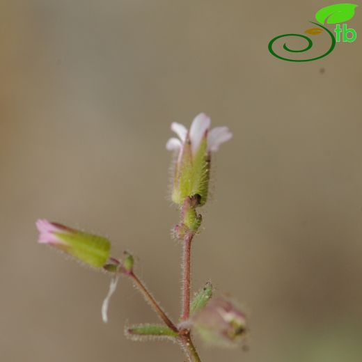 Cerastium fragillimum