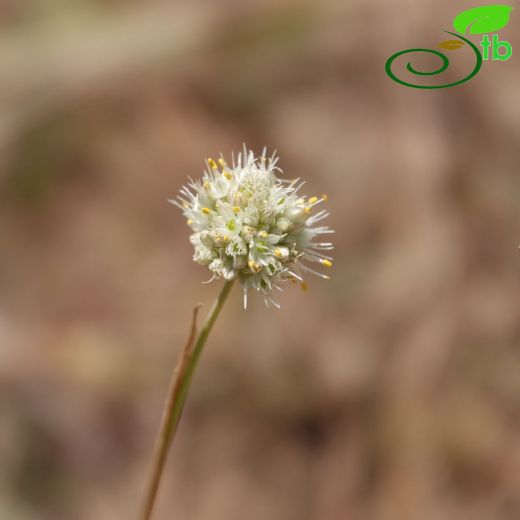 Allium capitellatum