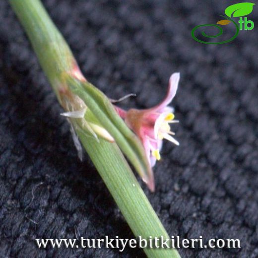 Polygonum equisetiforme