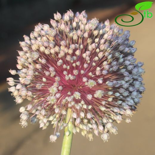 Allium sativum