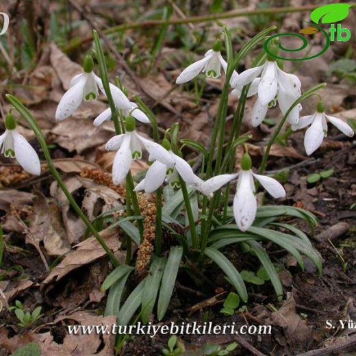 Galanthus rizehensis