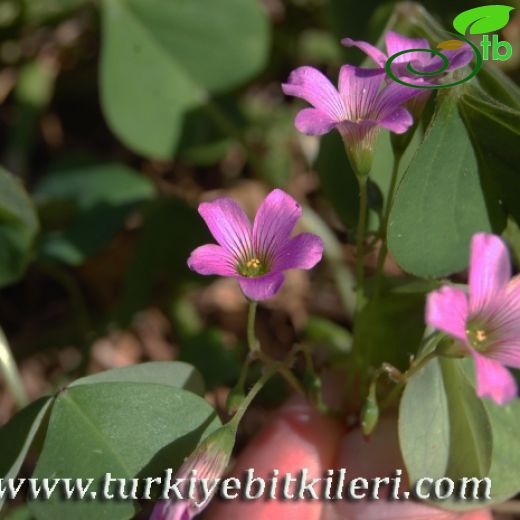 Oxalis articulata
