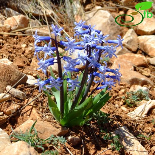 Hyacinthus-Sümbül