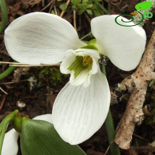 Galanthus fosteri