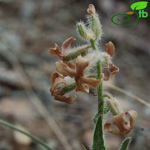 Hesperis balansae