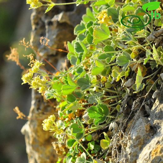 Potentilla-Beşparmakotu