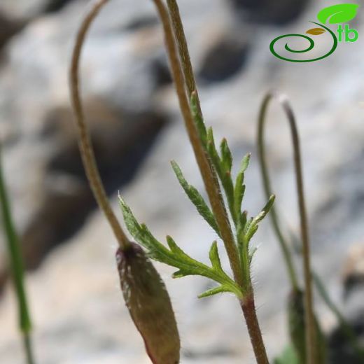 Papaver stylatum