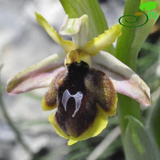 Ophrys climacis