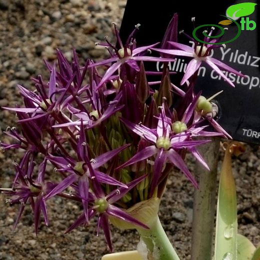 Allium cristophii