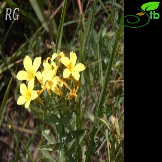 Linum flavum