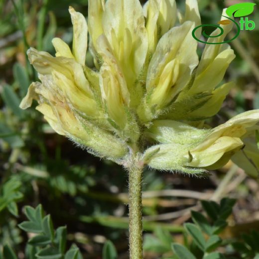 Fabaceae-Baklagiller
