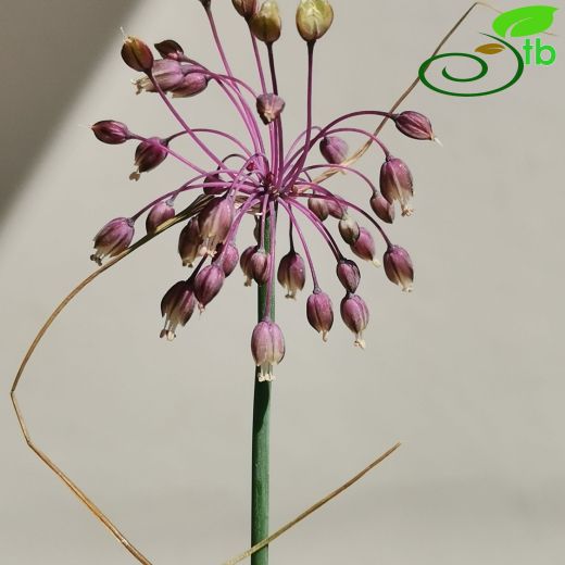 Allium sultanae-ferhanii