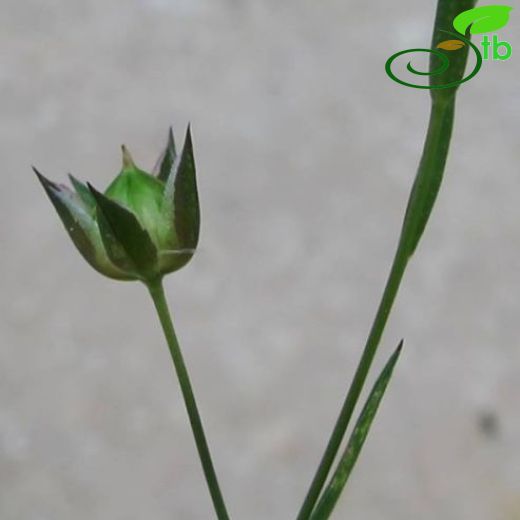 Linum bienne