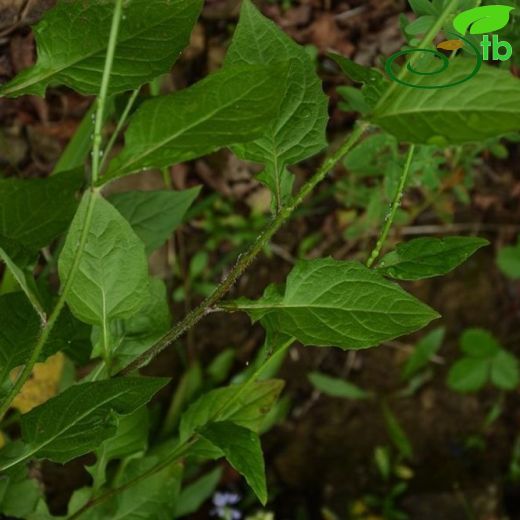 Lapsana grandiflora