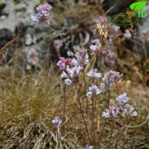 Allium djimilense