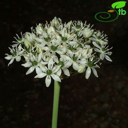 Allium multibulbosum