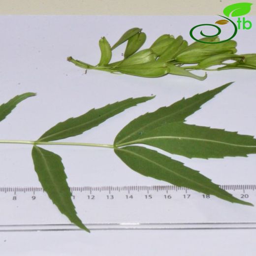 Fraxinus-Dişbudak