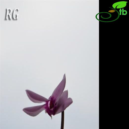 Cyclamen graecum