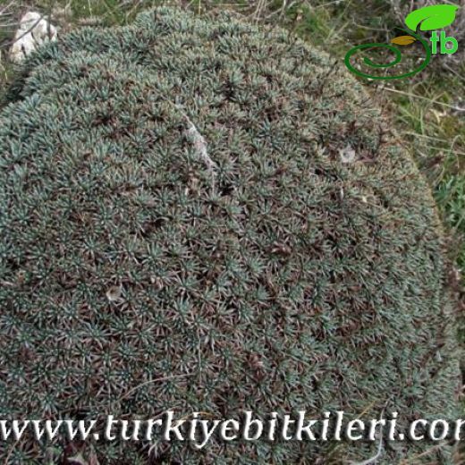 Acantholimon anatolicum