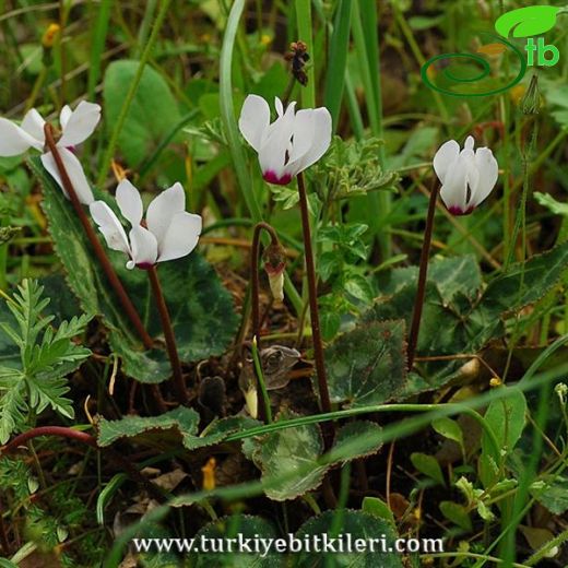 Cyclamen persicum