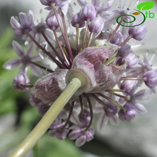 Allium orientale