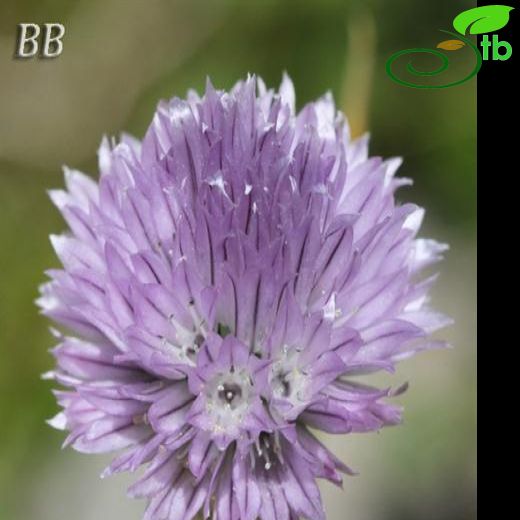 Allium schoenoprasum