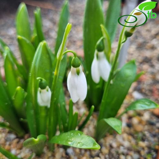 Galanthus fosteri