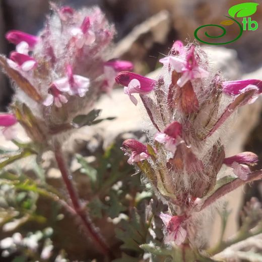 Pedicularis-Kesgerotu