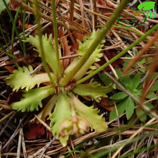 Androsace armeniaca