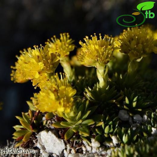 Saxifraga sancta